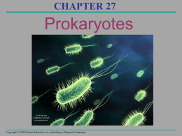 Ch 27 Prokaryotes