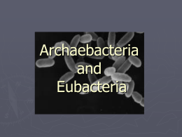 Bacterial Kingdoms: Archaebacteria and Eubacteria