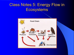 Class Notes 2: Energy Flow in Ecosystems