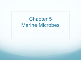 Chapter 5 and 6 Microbes and Plants