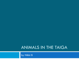 Animals In the Taiga