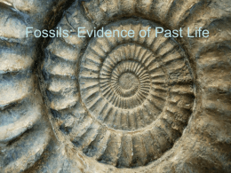 Fossils: Evidence of Past Life