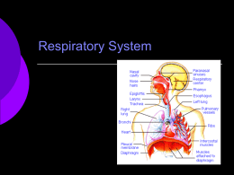 Respiratory System - BartlettsBiology11C
