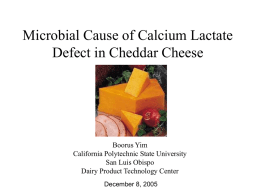 Microbial Cause of Calcium Lactate Defect in Cheddar Cheese