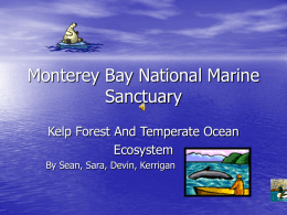 Monterey bay marine sanctuary