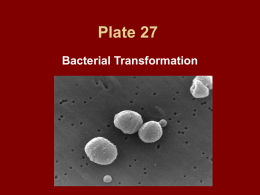 Plate 27 - Bacterial Transformation