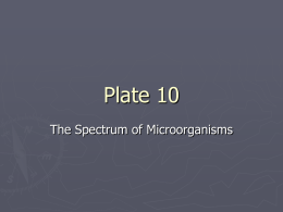 Plate 10 - Spectrum of Microorganisms