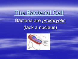 Bacteria are prokaryotic (lack a nucleus)