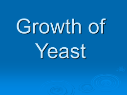 The growth of yeast
