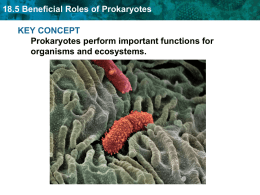 18.5 Beneficial Roles of Prokaryotes