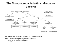 The (gamma) Proteobacteria