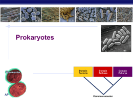Prokaryotes - Solon City Schools