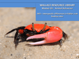 Interspecific differences in fiddler crab feeding rates.
