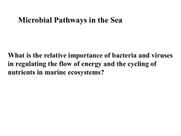 marine ecology-final 2008 Lecture 8