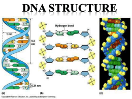 DNA Structure - Mr. Lesiuk