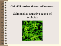 42 Salmonella causative agents of typhoids