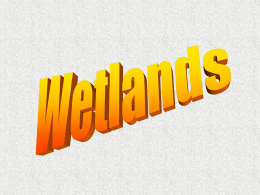 HoSD wetlands