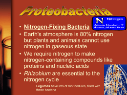 Nitrogen-Fixing Bacteria