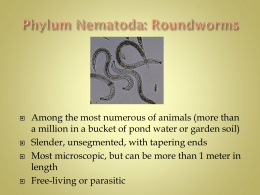 Phylum Nematoda: Roundworms