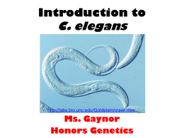 C. elegans Introduction PPT Lecture