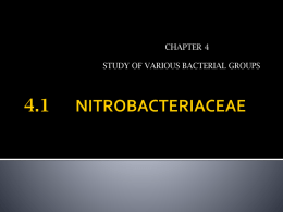 (e) 4.1 Nitrobacteriaceae – 4.2 Pseudomonads