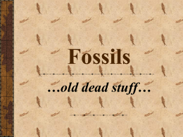 Fossils - Haiku Learning