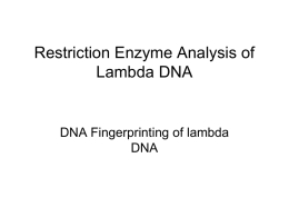 Lab Restriction Enzyme Analysis