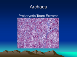 Kingdom Archaea 2009
