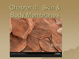 Chapter 5: Skin & Body Membranes