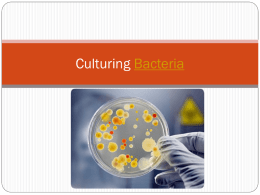 Culturing Bacteria