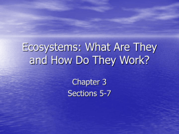 Ecosystems: What Are They and How Do They Work?