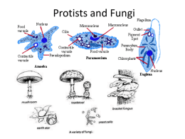 PPT of Protista and Fungi