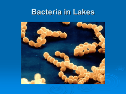 Sediment Bacteria