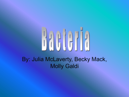 Bacteria - BealBio