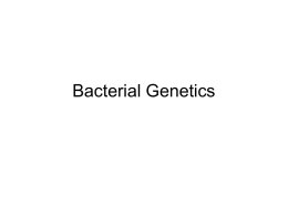 Bacterial Genetics 2