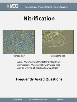 What is Nitrification?
