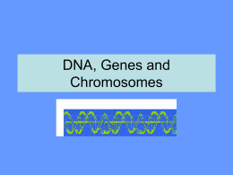 DNA, Genes and Chromosomes