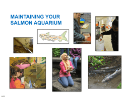 Maintaining Your Salmon Tank - Fauntleroy Watershed Council