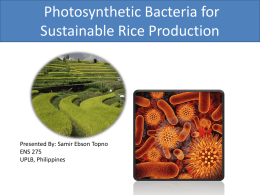 Rice Cultivation with Photosynthetic Bacteria