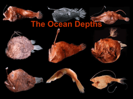 The Deep Ocean - Marine Biology Honors