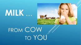 Milk from Cow to You Powerpoint
