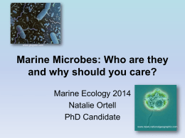 Marine Microbes_Marine Ecology_2014