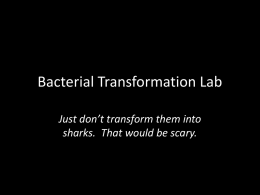Bacterial Transformation Lab