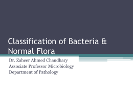 to Classification of Bacteria and Normal Flora ppt