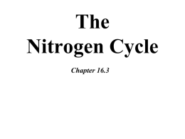 What is Nitrogen?