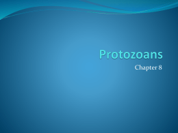 Protozoans - Herscher CUSD #2