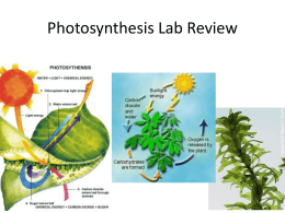 Photosynthesis Lab Review - Kirchner-WHS