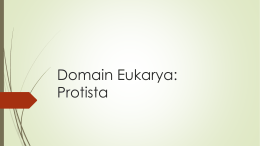 Domain Eukarya: Protista