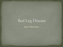 Whitmoyer Red Leg Disease.pps