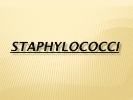 STAPHYLOCOCCI By - OUR SITE